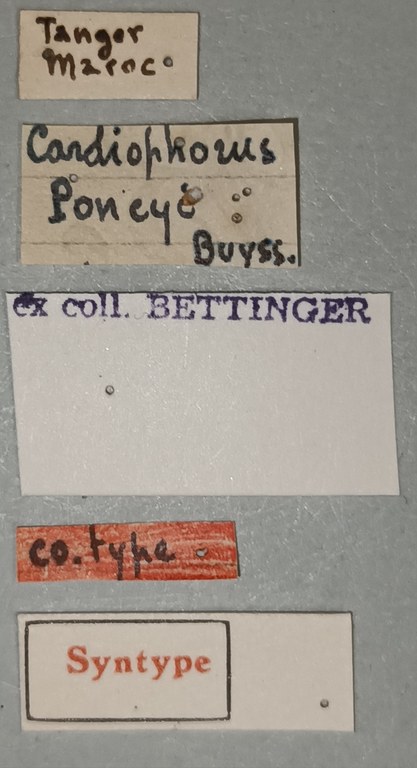 Cardiophorus poncyi St Labels.jpg
