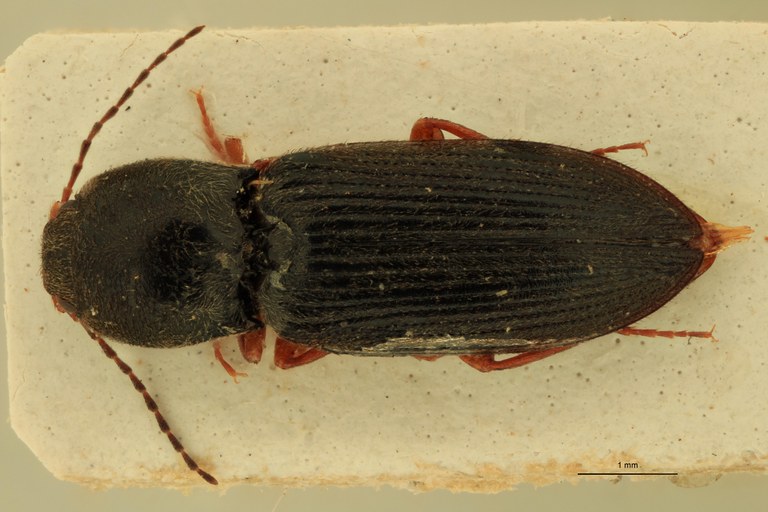 Cardiophorus poncyi var. tingitanus St D.jpg