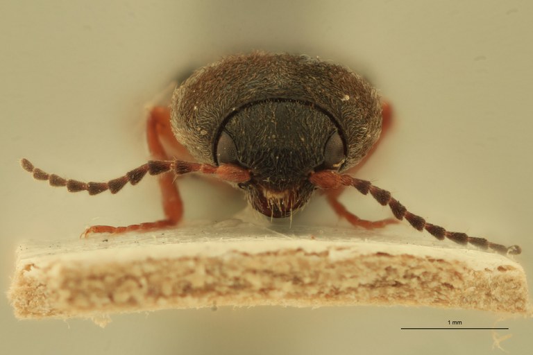 Cardiophorus poncyi var. tingitanus St F.jpg