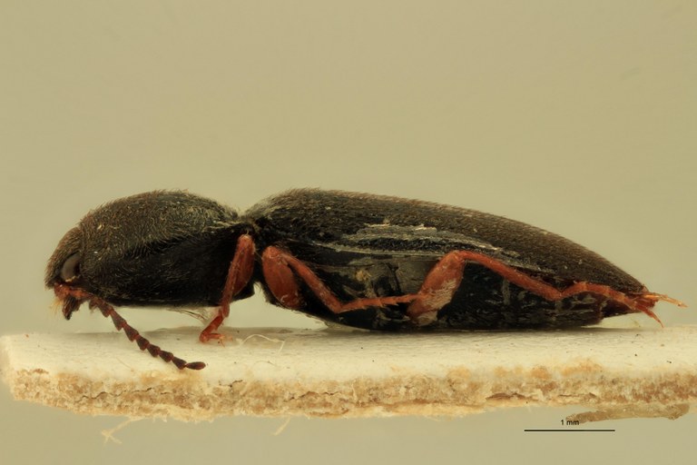 Cardiophorus poncyi var. tingitanus St L.jpg