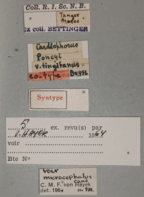 Cardiophorus poncyi var. tingitanus St Labels.jpg