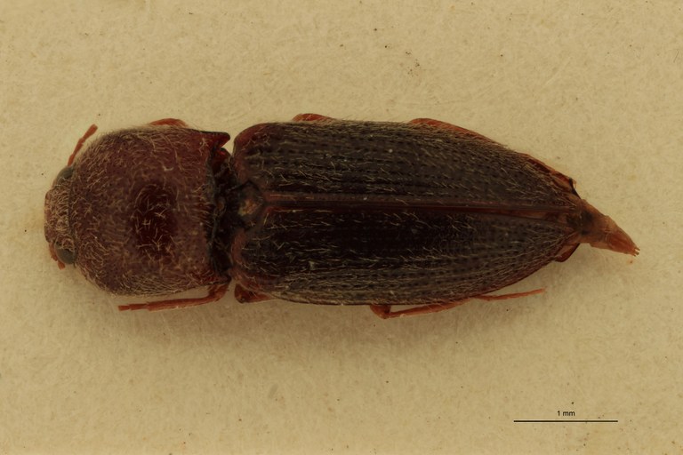Cardiophorus rubicundus T D.jpg