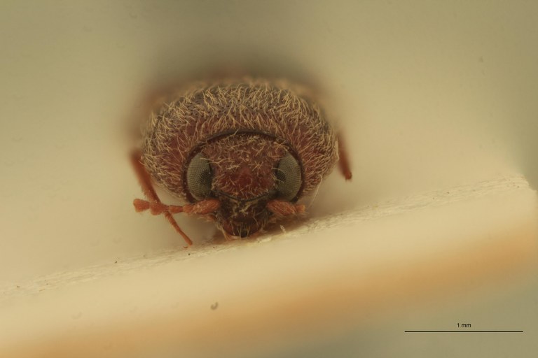 Cardiophorus rubicundus T F.jpg