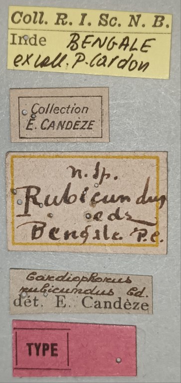 Cardiophorus rubicundus T Labels.jpg