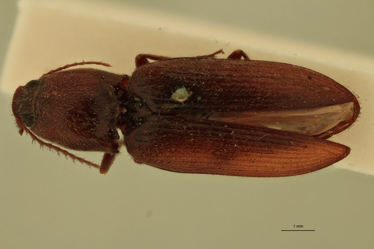 Cardiophorus rubiginosus T D.jpg