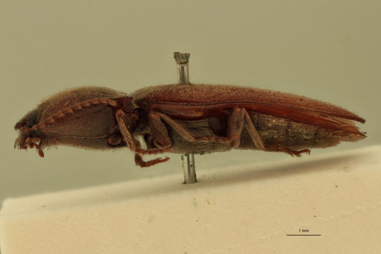 Cardiophorus rubiginosus T L.jpg