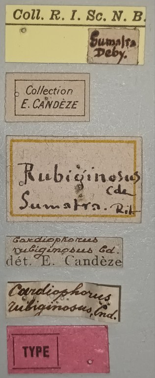 Cardiophorus rubiginosus T Labels.jpg
