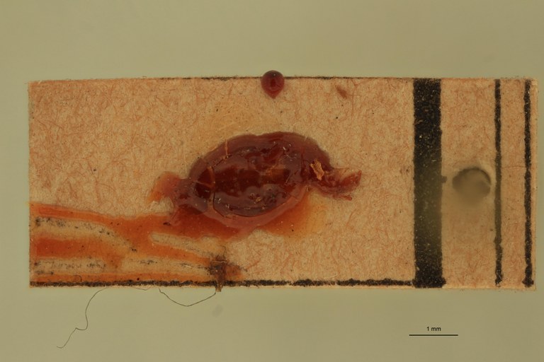 Cardiophorus russatus T D.jpg