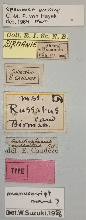 Cardiophorus russatus T Labels.jpg