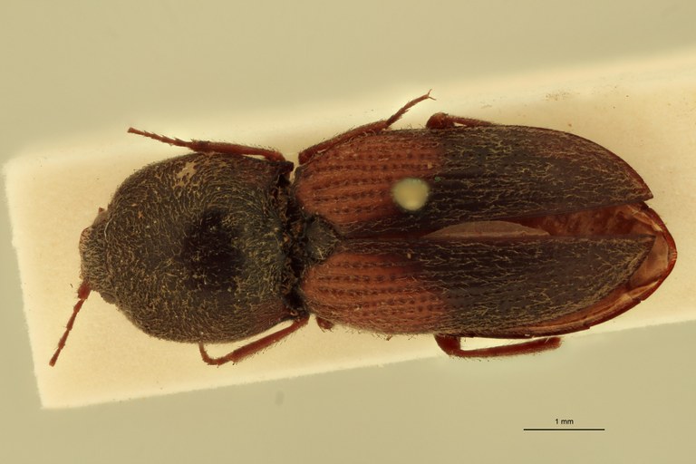 Cardiophorus scapulatus T D.jpg Cardiophorus scapulatus T D.jpg