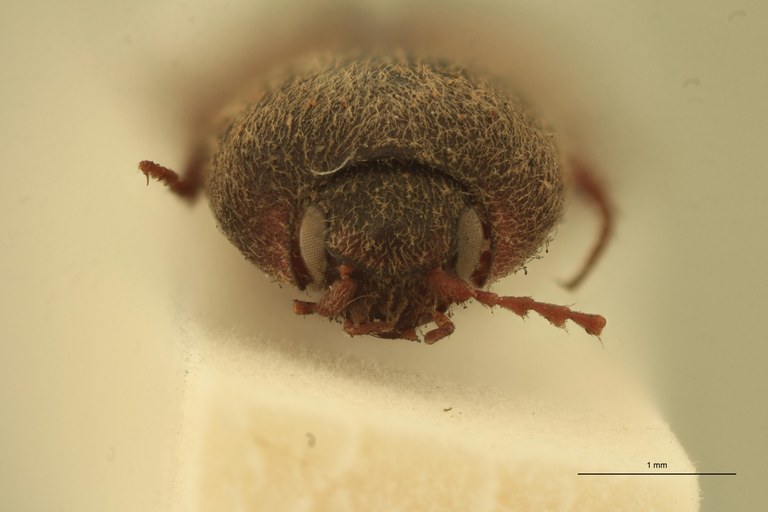 Cardiophorus scapulatus T F.jpg Cardiophorus scapulatus T F.jpg