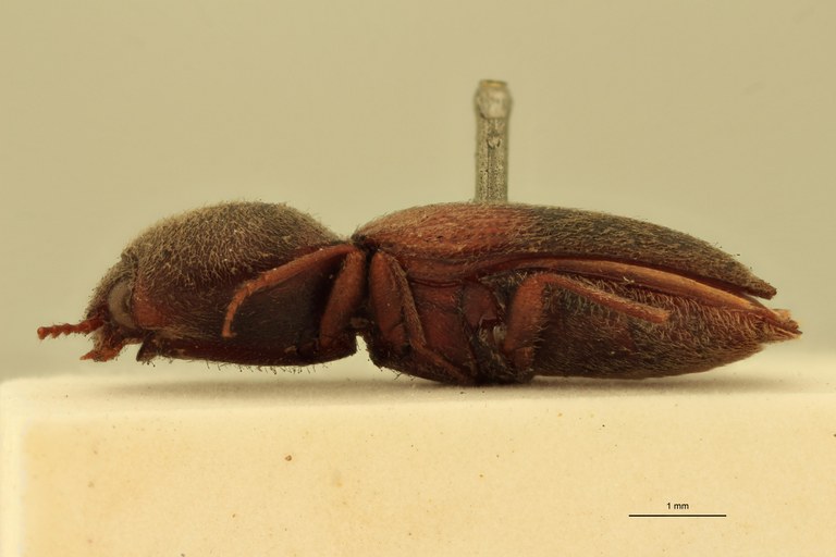 Cardiophorus scapulatus T L.jpg Cardiophorus scapulatus T L.jpg