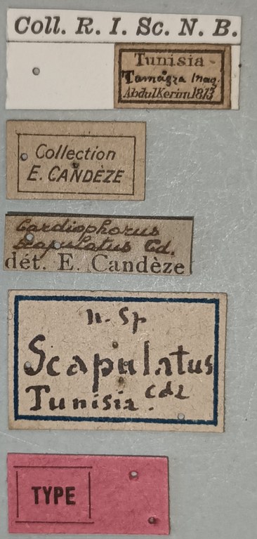 Cardiophorus scapulatus T Labels.jpg Cardiophorus scapulatus T Labels.jpg