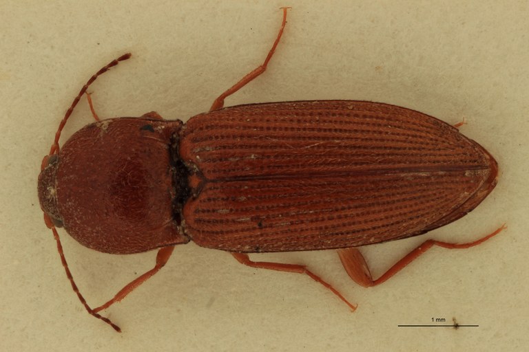 Cardiophorus scutellaris St F D.jpg