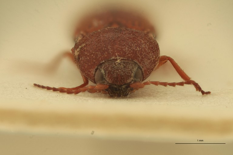 Cardiophorus scutellaris St F F.jpg