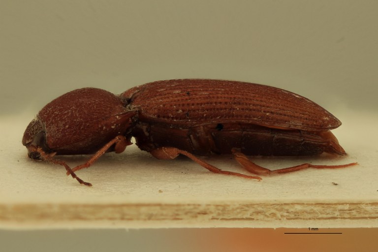 Cardiophorus scutellaris St F L.jpg