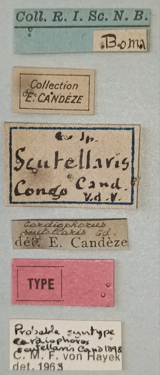 Cardiophorus scutellaris St F Labels.jpg