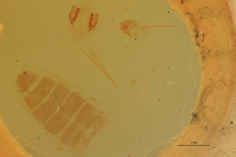 Cardiophorus scutellaris St F Parameres.jpg