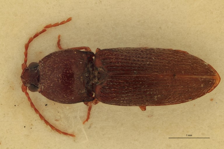 Cardiophorus segnis Lt M D.jpg Cardiophorus segnis Lt M D.jpg