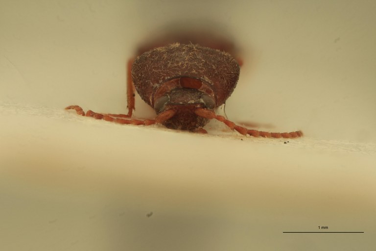 Cardiophorus segnis Lt M F.jpg Cardiophorus segnis Lt M F.jpg