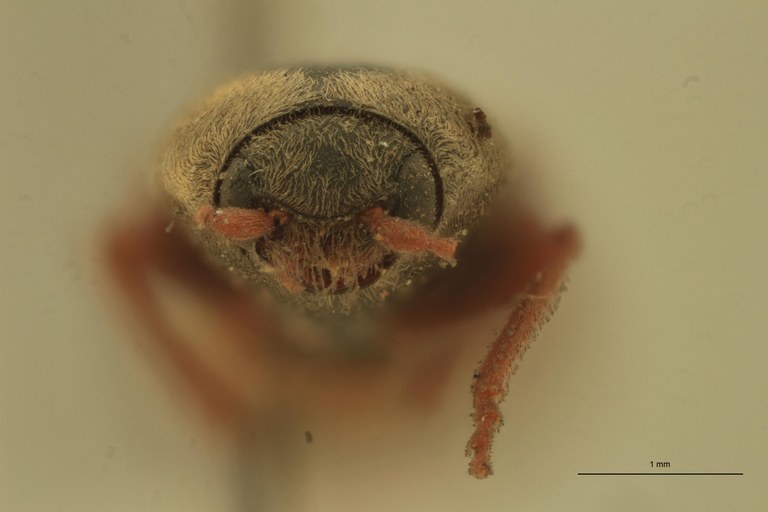 Cardiophorus semiflavus T F.jpg