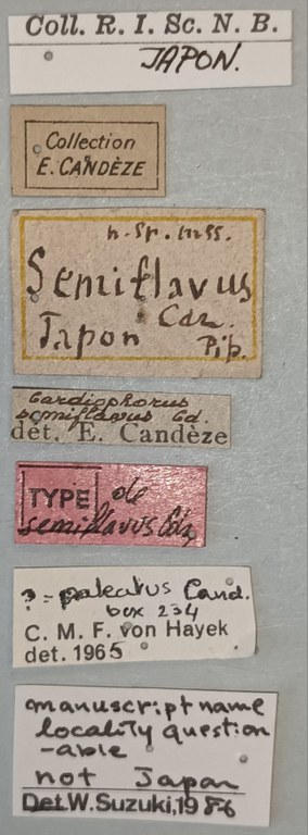 Cardiophorus semiflavus T Labels.jpg