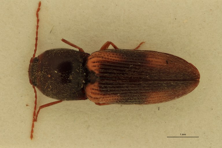 Cardiophorus semimarginatus T F D.jpg