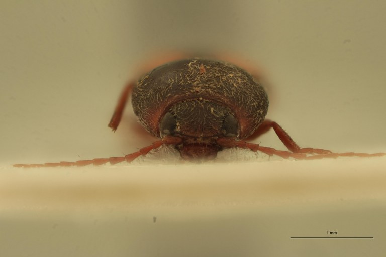 Cardiophorus semimarginatus T F F.jpg