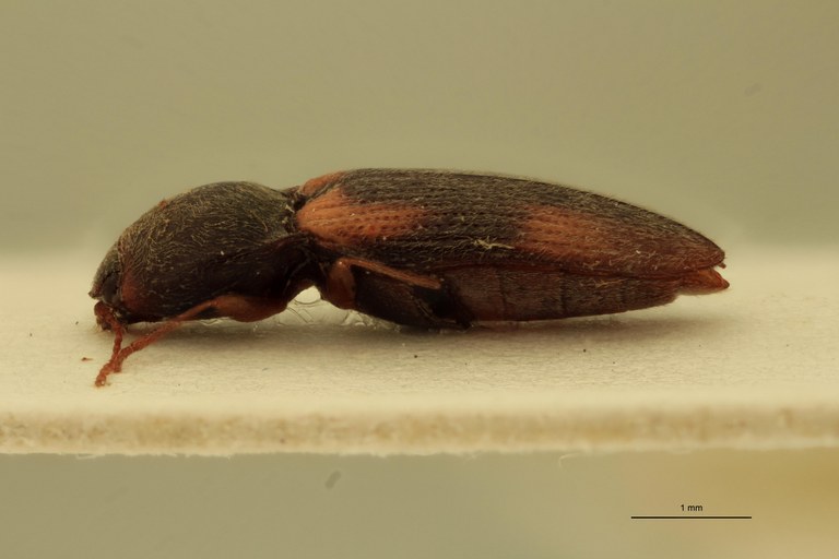 Cardiophorus semimarginatus T F L.jpg