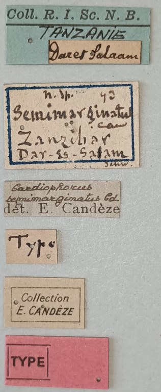Cardiophorus semimarginatus T F Labels.jpg