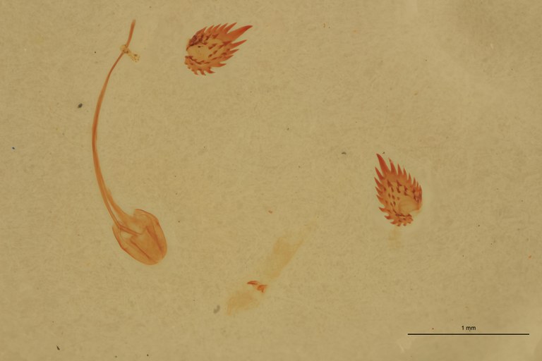 Cardiophorus semimarginatus T F Parameres.jpg