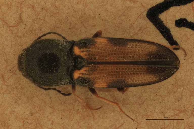 Cardiophorus seminalis St M D.jpg