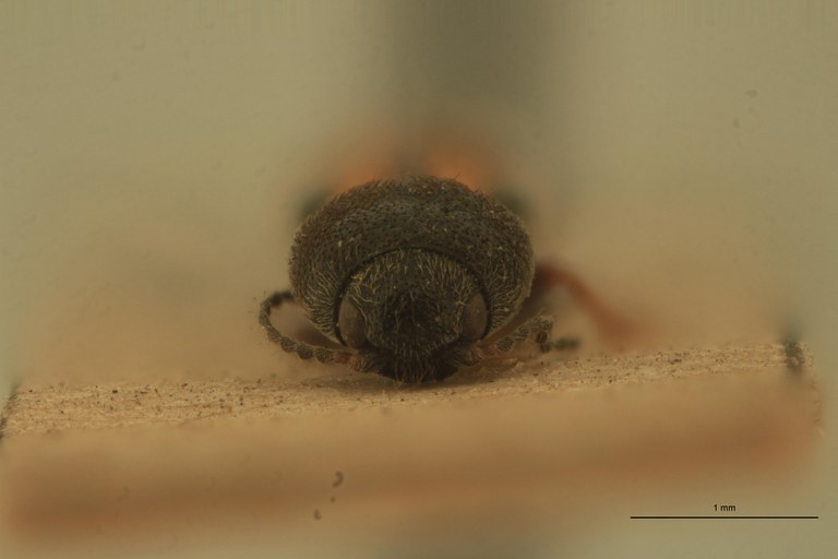 Cardiophorus seminalis St M F.jpg
