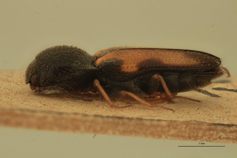 Cardiophorus seminalis St M L.jpg