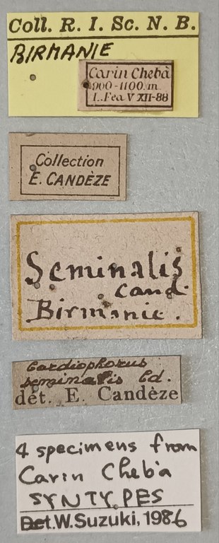 Cardiophorus seminalis St M Labels.jpg