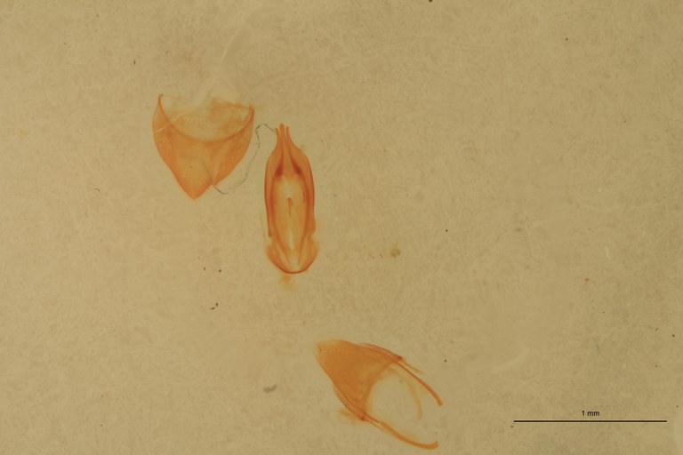 Cardiophorus temperatus T M Aedeagus.jpg