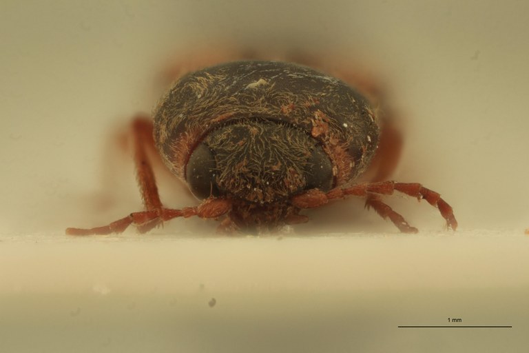 Cardiophorus temperatus T M F.jpg