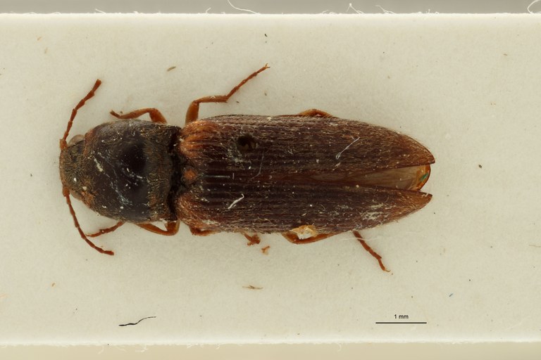Cardiophorus temperatus T M D.jpg