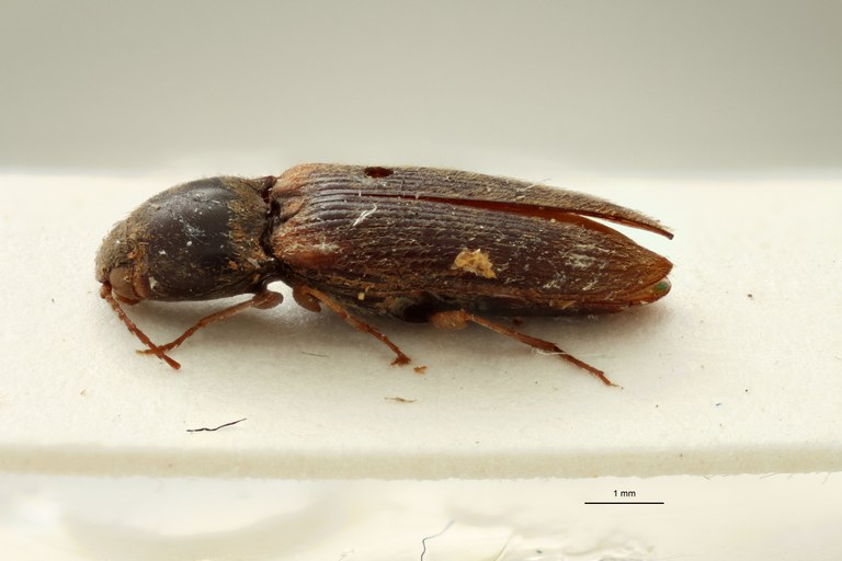 Cardiophorus temperatus T M L.jpg