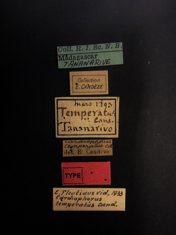 Cardiophorus temperatus T M Labels.JPG