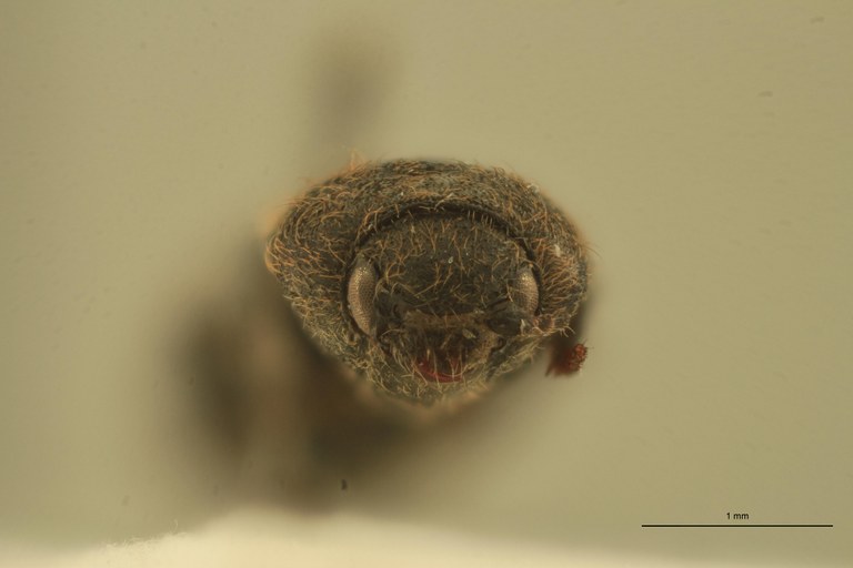 Cardiophorus tingitanus F T F.jpg Cardiophorus tingitanus F T F.jpg