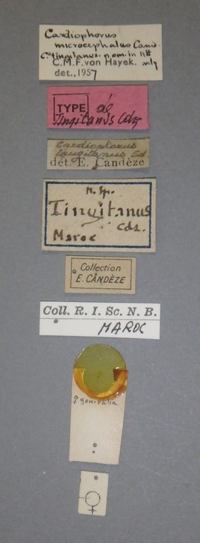 Cardiophorus tingitanus F t Lb.jpg Cardiophorus tingitanus F t Lb.jpg