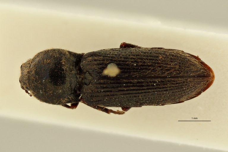 Cardiophorus tingitanus t F D ZS PMax Scaled.jpeg Cardiophorus tingitanus t F D ZS PMax Scaled.jpeg