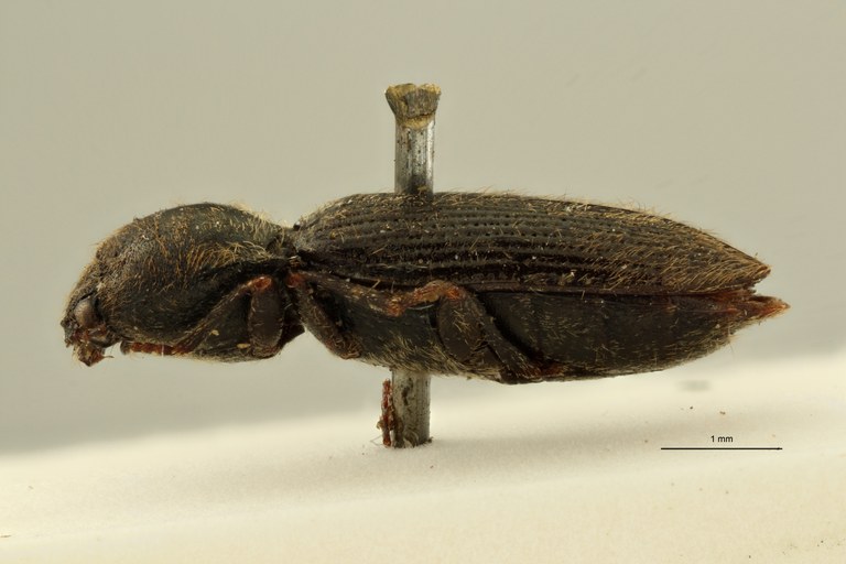 Cardiophorus tingitanus t F L ZS PMax Scaled.jpeg Cardiophorus tingitanus t F L ZS PMax Scaled.jpeg