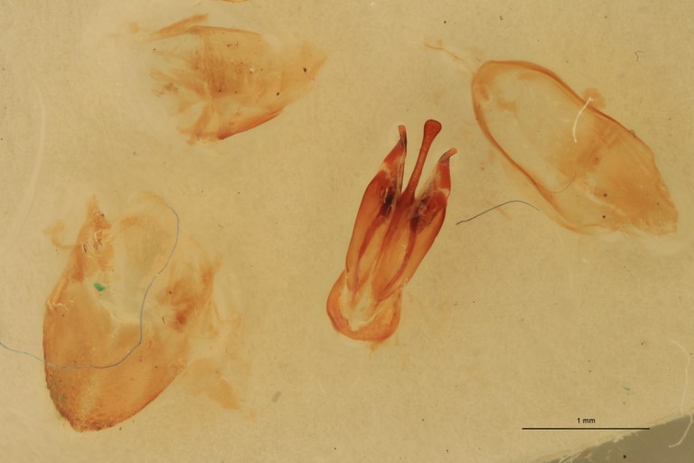 Cardiophorus undans T M Aedeagus.jpg