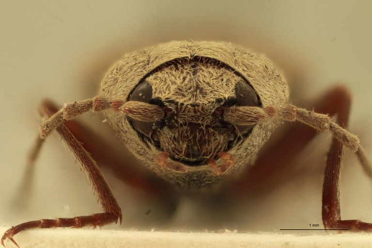 Cardiophorus undans T M F.jpg