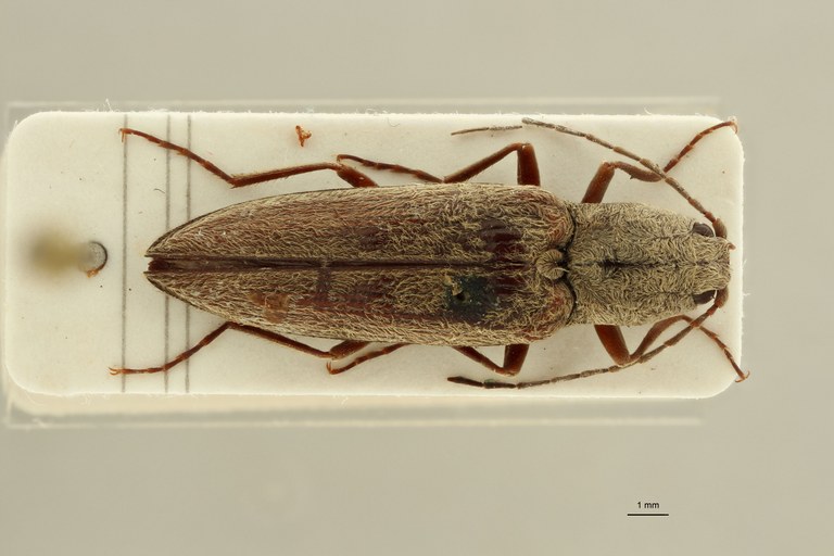 Cardiophorus undans T M D.jpg