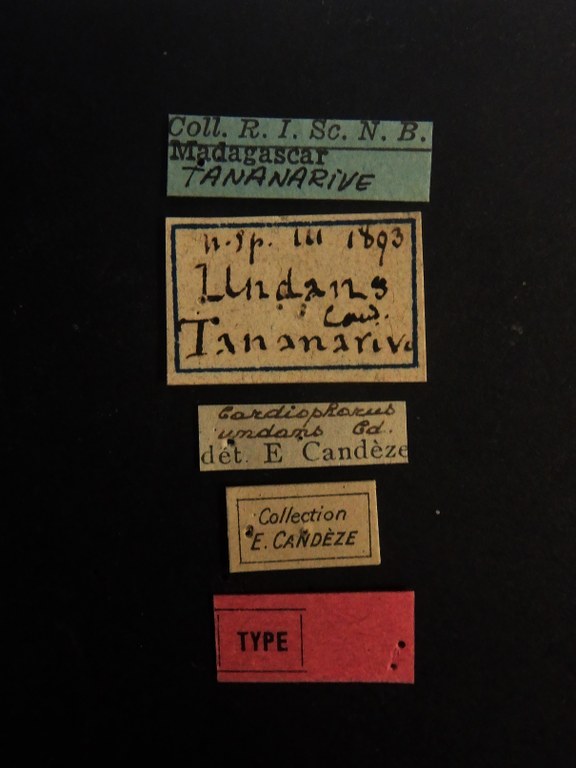 Cardiophorus undans T M Labels.JPG