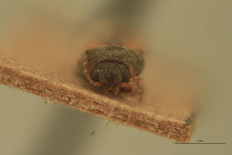 Cardiophorus vagus St F.jpg