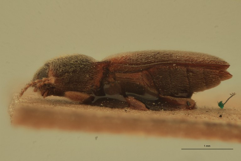 Cardiophorus vagus St L.jpg